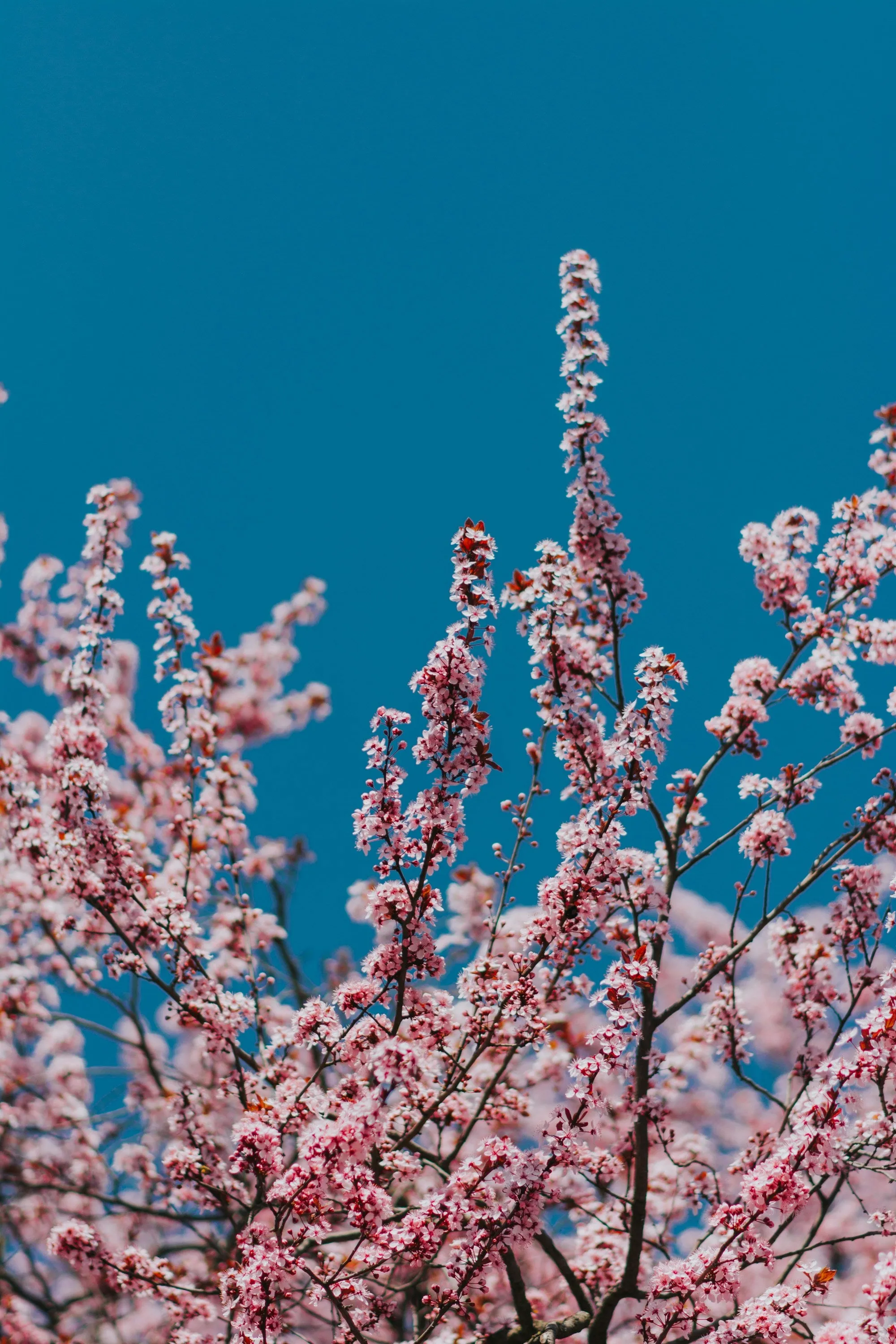 Aromatic Sandalwood, Rose, and Cherry Blossom